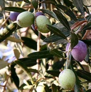 olive tree